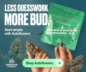 Homegrown Cannabis Co - Autoflower Seeds
